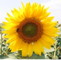 Sunflower 0001